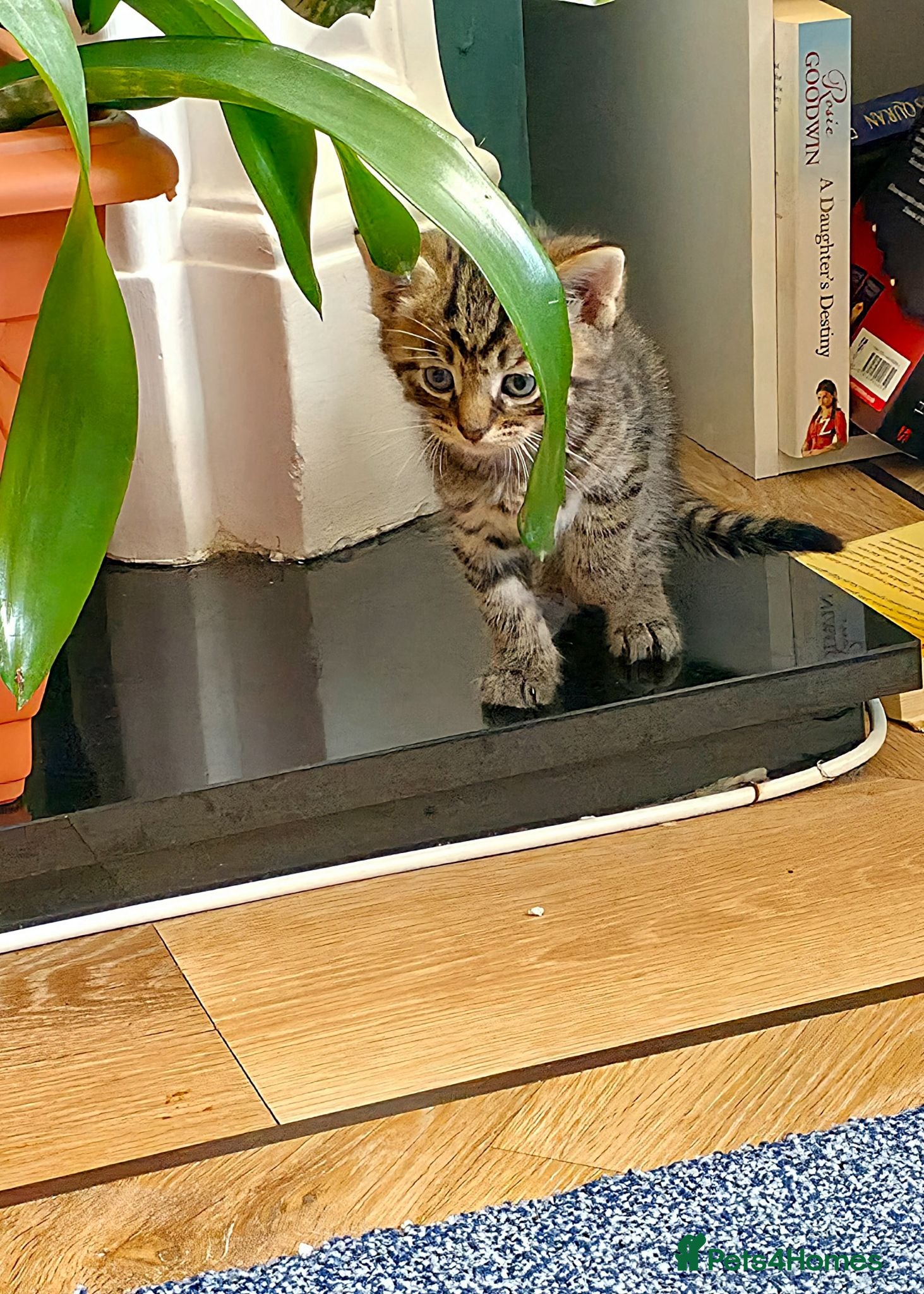 Mixed Breed cats Kittens 2x twins available end of june  - Advert 1
