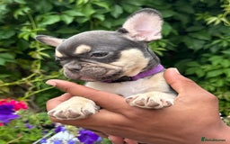 French Bulldog dogs for sale: French bulldog puppies ready now. - Image 4