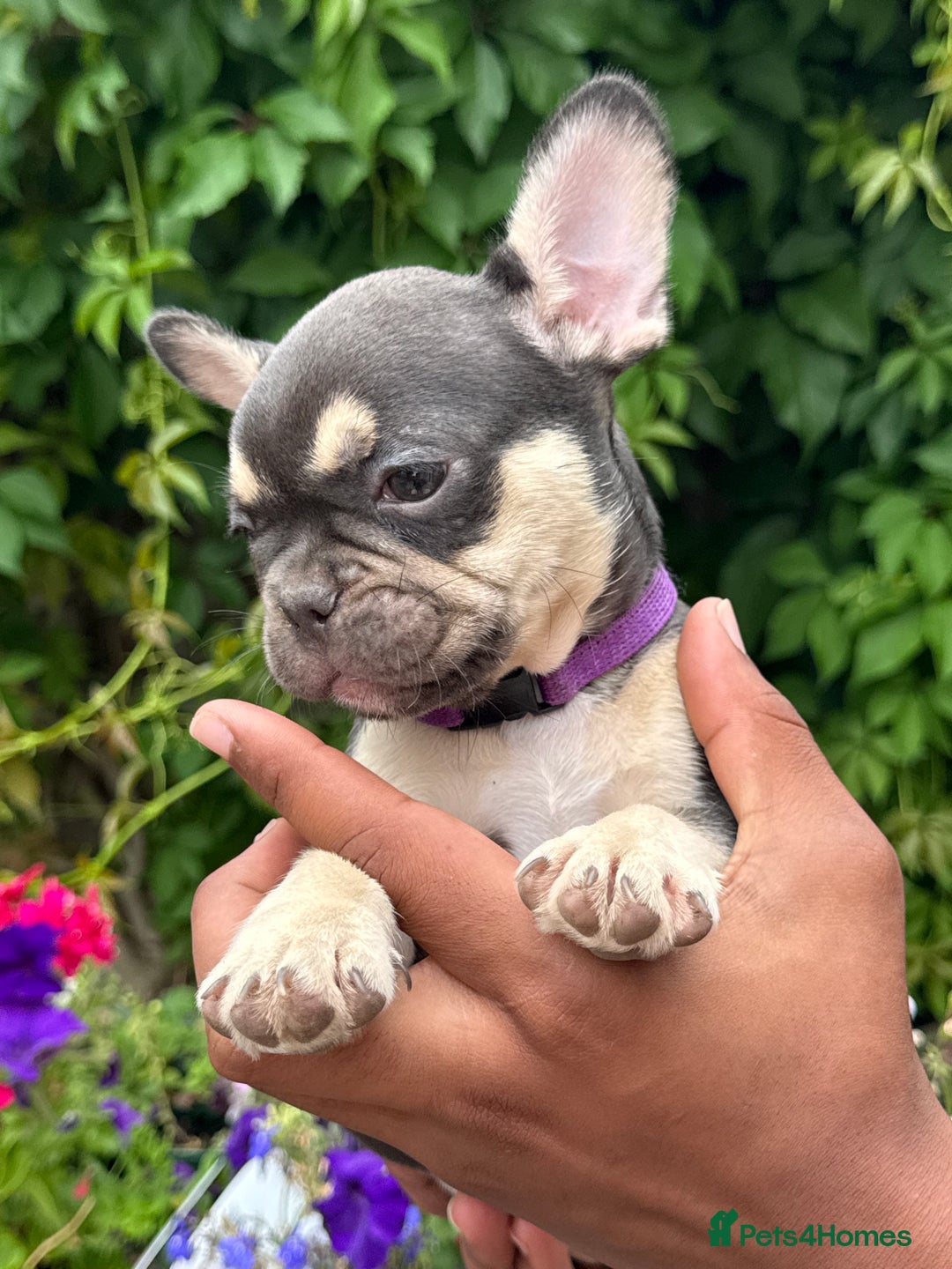 French Bulldog dogs for sale: French bulldog puppies ready now. - Image 4