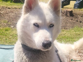 Siberian Husky dogs 4 year old white husky - Advert 1