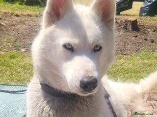 Siberian Husky dogs 4 year old white husky - Advert 10