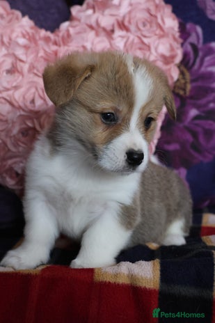 Welsh Corgi Pembroke dogs - Advert 2