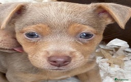 Jack Russell dogs for stud: jack russell stud  - Image 8
