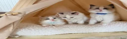 Ragdoll cats for sale: Stunning champion line Ragdoll kittens - Advert 32
