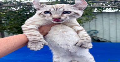 Keetso cats - Advert 4