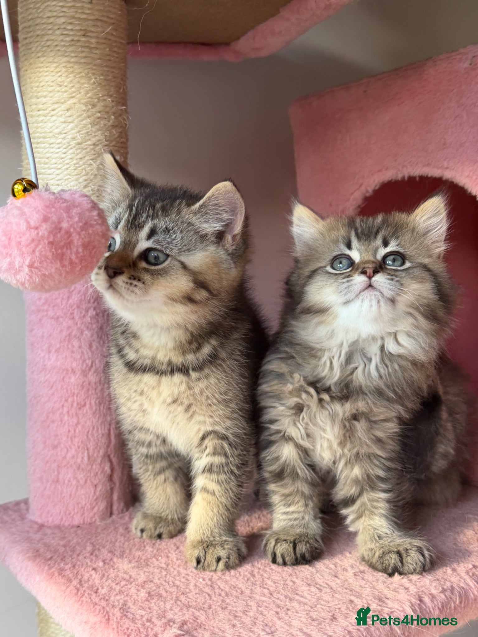 British Longhair cats LOOKING FOR A NEW HOME!!! NEW FAMILY  - Advert 13