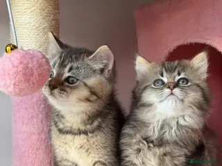 British Longhair cats LOOKING FOR A NEW HOME!!! NEW FAMILY - Advert 13