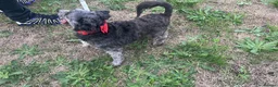 Mixed Breed dogs for sale: Two girls needs a new home  in Telford - Advert 15