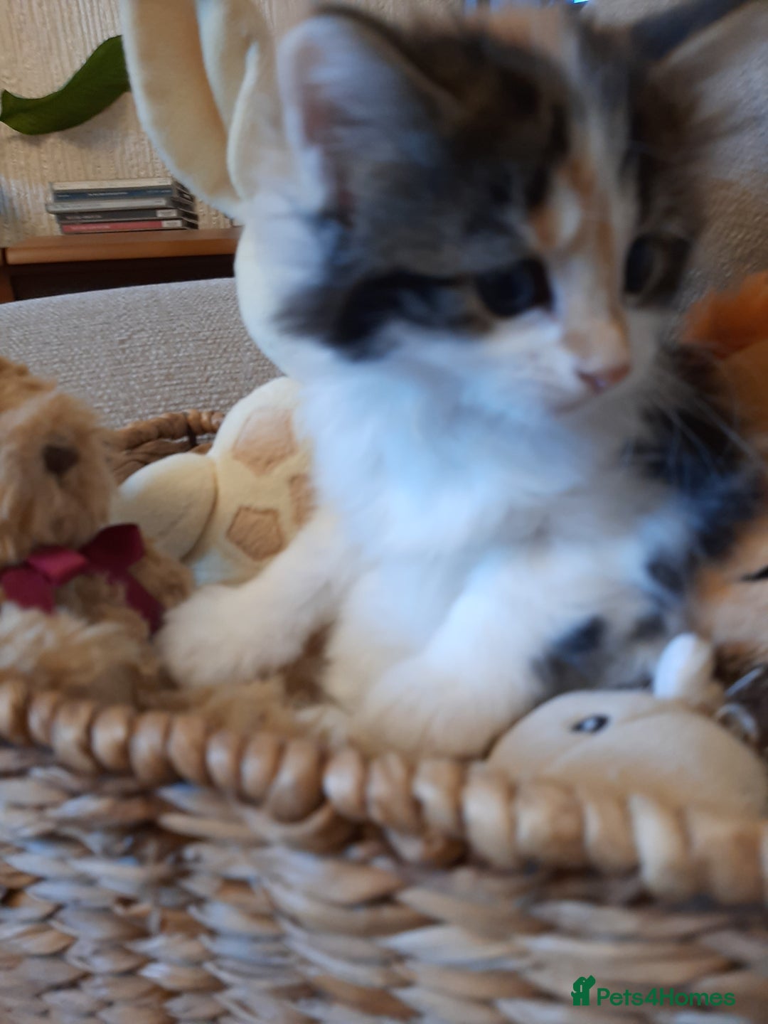 Maine Coon cats for sale: Maine Coon kittens  - Image 5