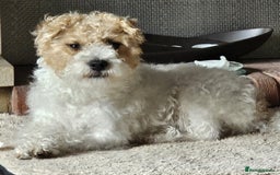 Patterjack dogs for sale: Patterjack Pups - Image 3