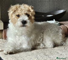 Patterjack dogs Patterjack Pups 1 boy left - Advert 4