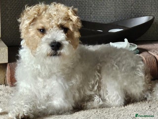 Patterjack dogs - Advert 1