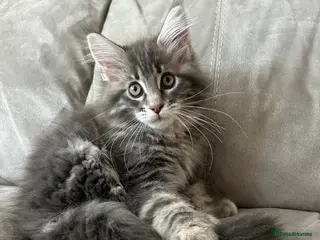 Maine Coon cats TICA reg Pedigree Maine Coon Kittens - Advert 14