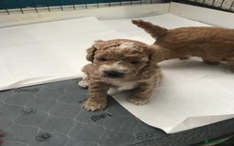 Cockapoo dogs for sale: 4 Beautiful female cockerpoos  - Image 6
