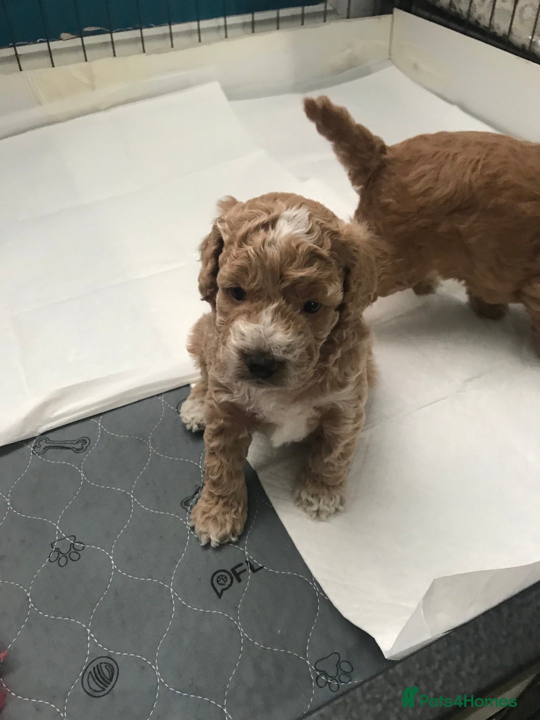 Cockapoo dogs for sale: 4 Beautiful female cockerpoos  - Image 6