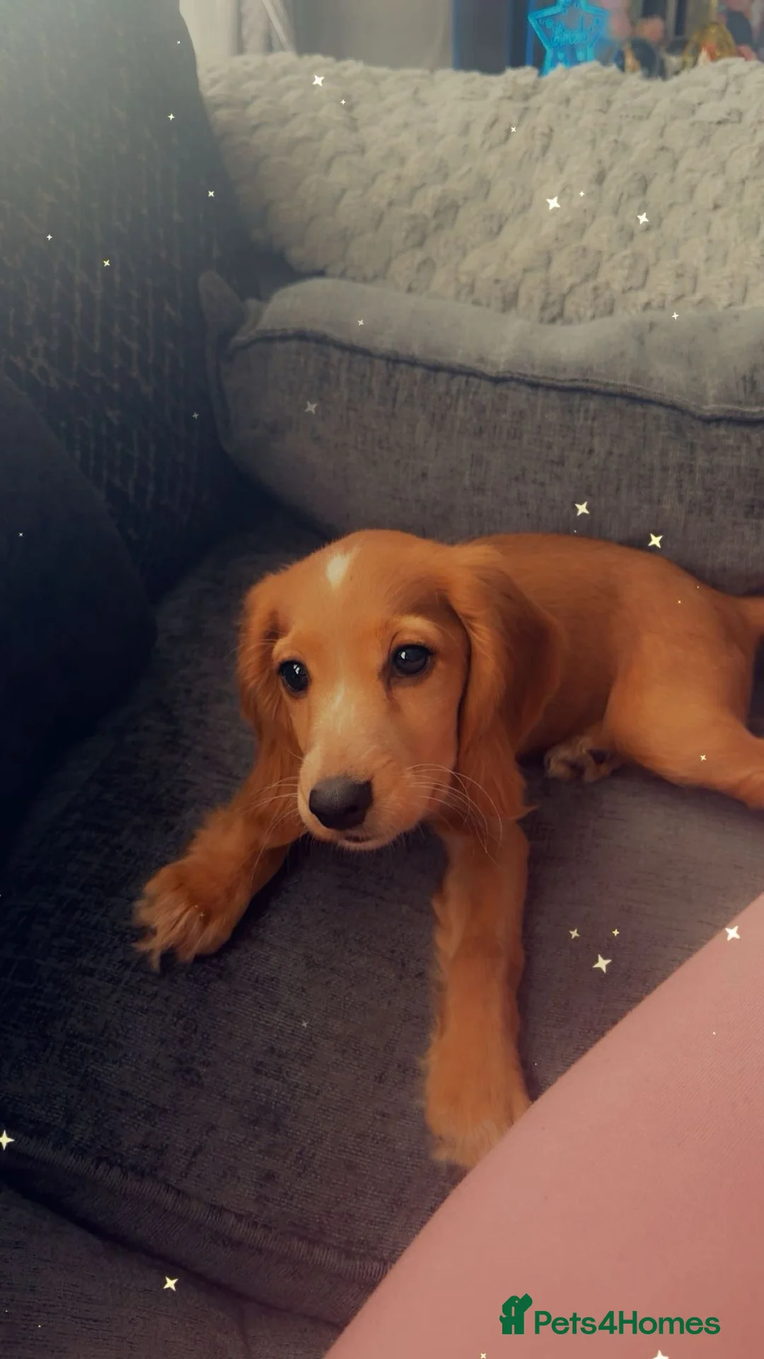 Cockalier dogs for sale: Female  - Advert 3