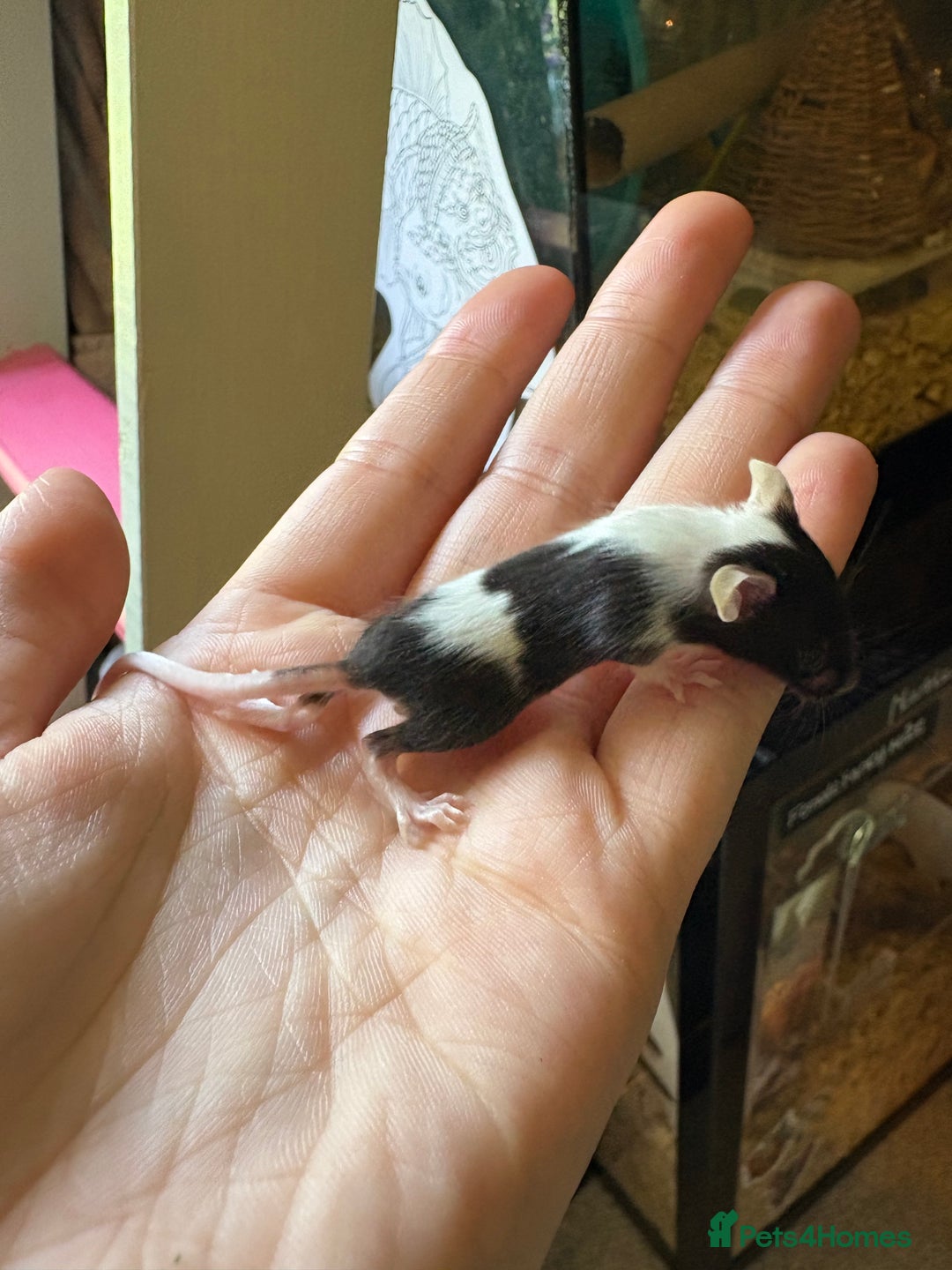 Mouse rodents for sale: Pet fancy mice babies  in Honiton - Image 19