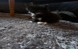 British Longhair cats for sale: X6 long for tuxedo babies - Advert 7