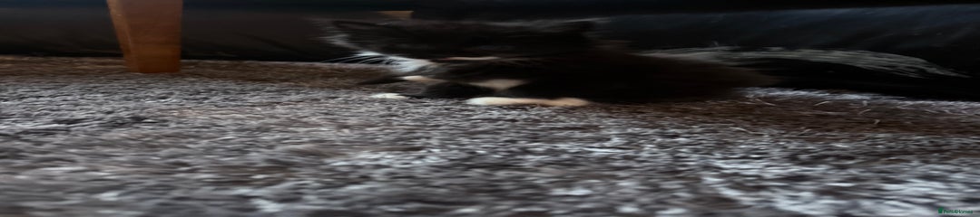 British Longhair Kitten 2