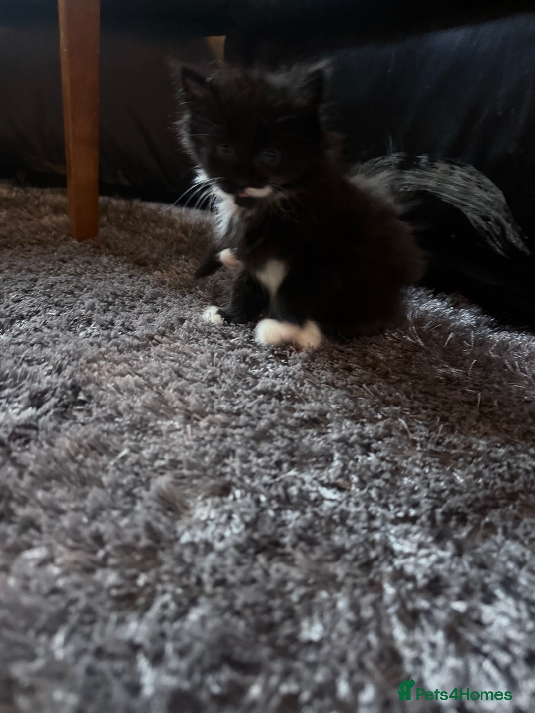 British Longhair cats for sale: X6 long for tuxedo babies - Advert 7