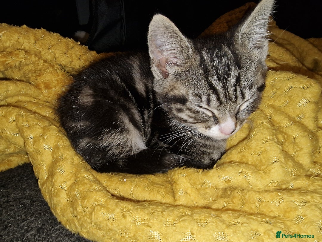 Mixed Breed cats for sale: Kitten for sale. A beautiful girl! - Advert 33