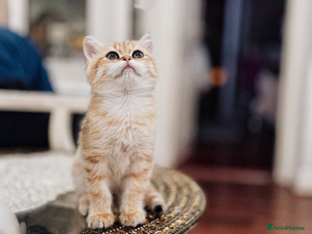 British Shorthair cats for sale:  **   ** : BSH Golden champion lines - Advert 31