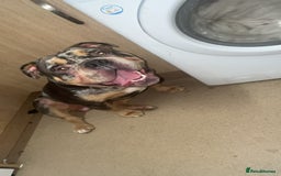 Olde English Bulldogge dogs for sale: Dog looking for a new home - Image 6