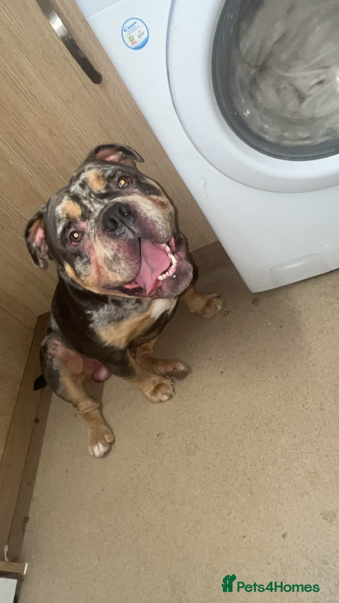 Olde English Bulldogge dogs for sale: Dog looking for a new home - Image 6