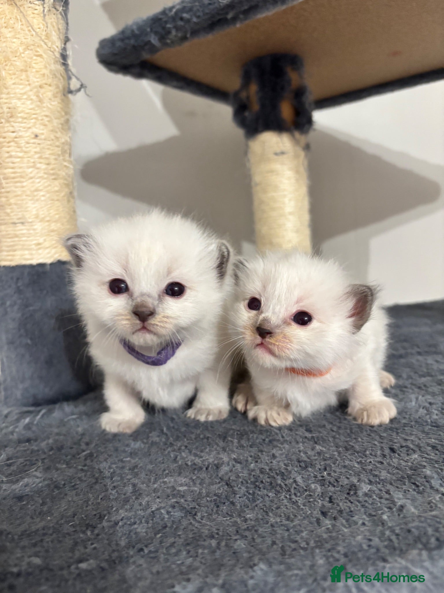 Ragdoll cats Blue point ragdoll kittens  - Advert 1