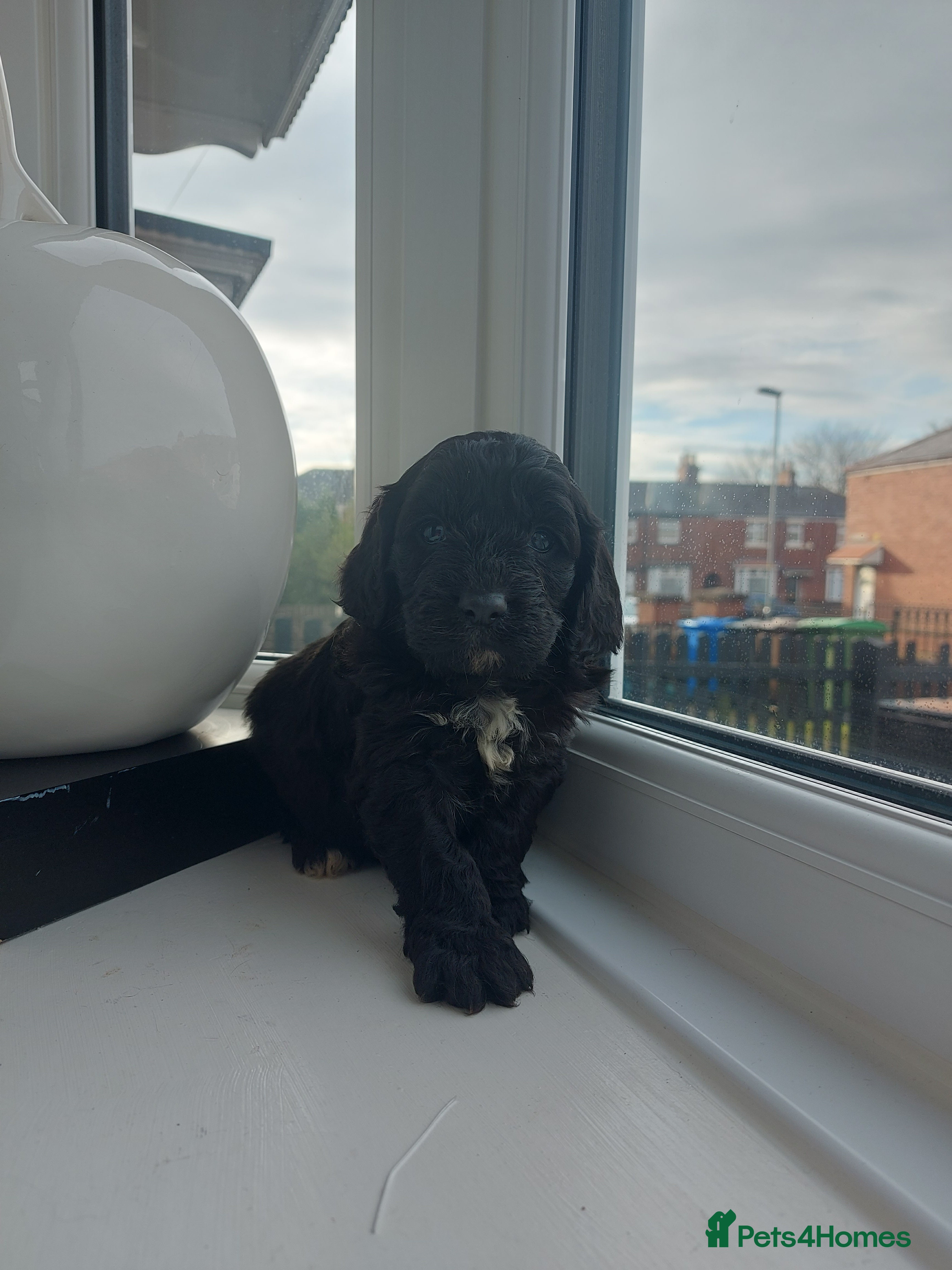 Cavapoo dogs F1 Cavapoo puppies  - Advert 5