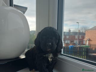 Cavapoo dogs F1 Cavapoo puppies - Advert 4