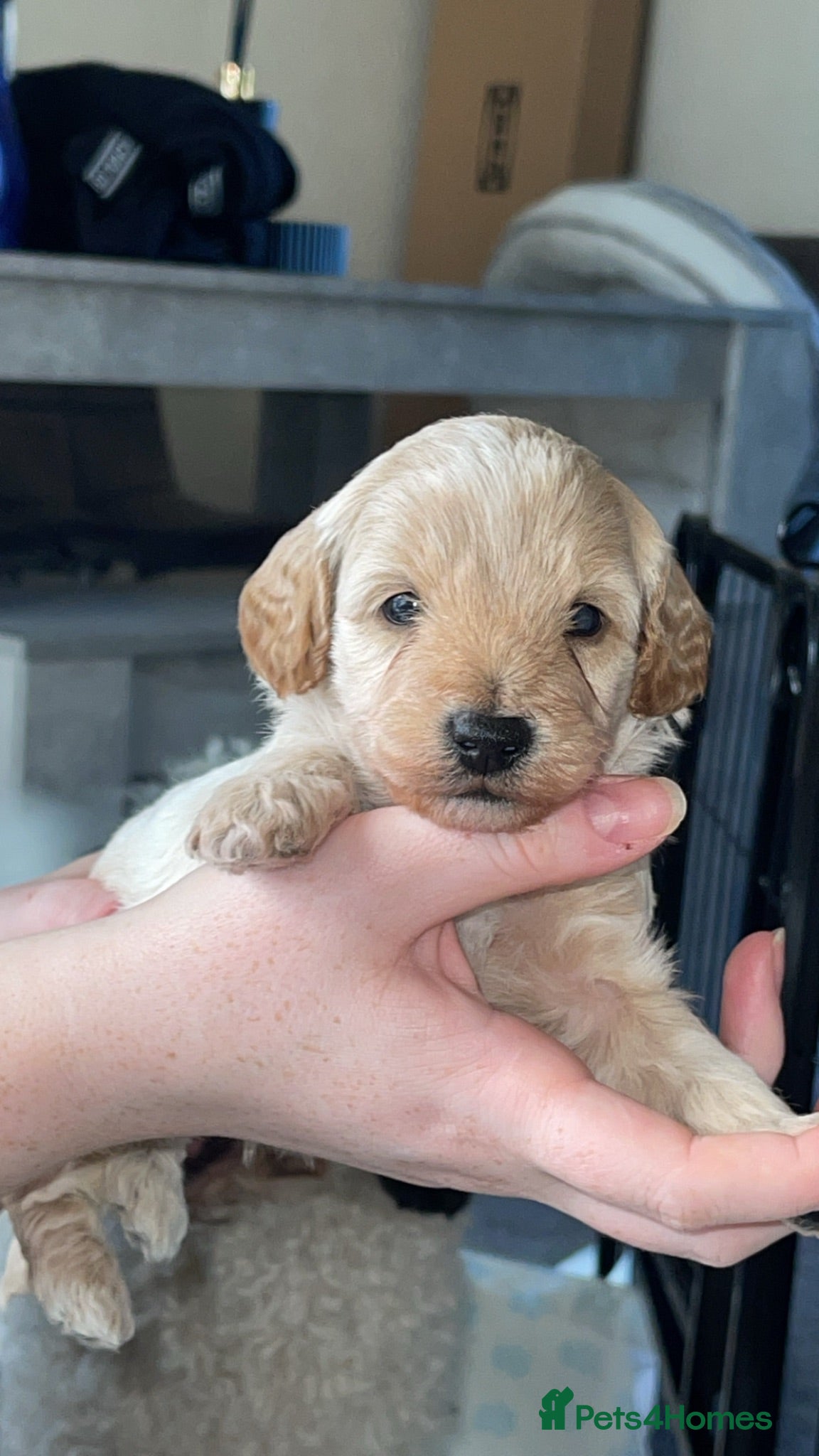 Mixed Breed dogs Beautiful Cavapoochon x cockapoo Puppies  - Advert 2