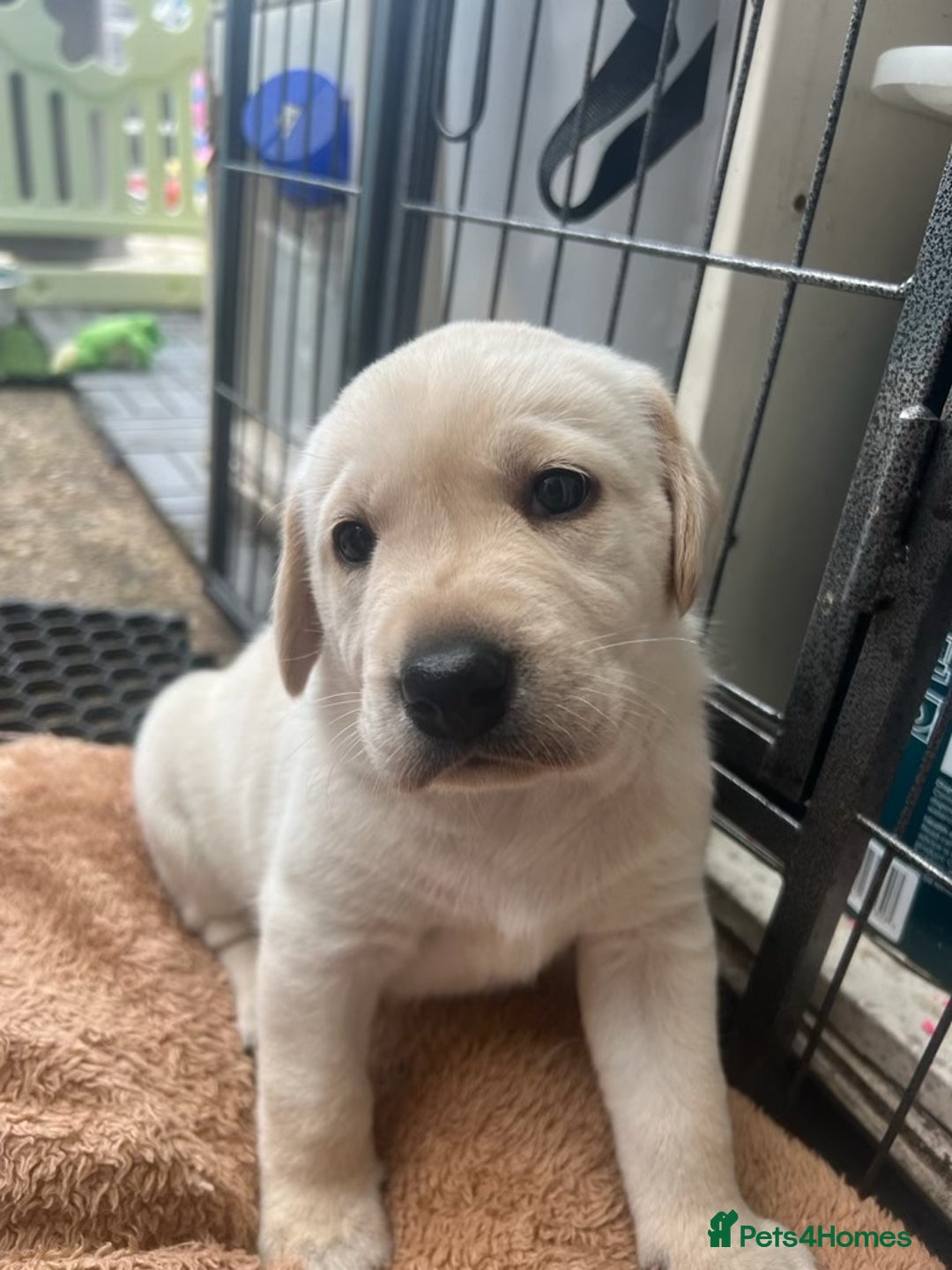 Labrador Retriever dogs for stud: KC Registered Yellow Labrador, Proven Stud  in Coalville - Advert 28