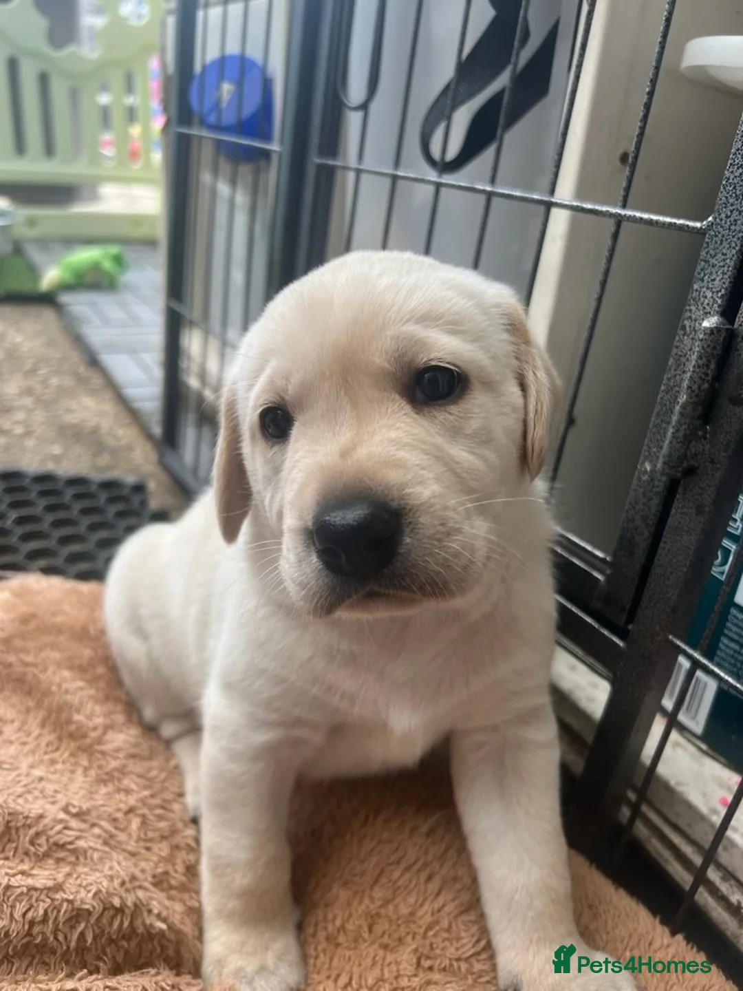 Labrador Retriever dogs for stud: KC Registered Yellow Labrador, Proven Stud  in Coalville - Advert 28