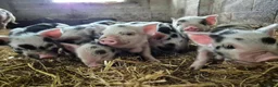 Pig livestock for sale: Kune kune piglets in Winkleigh - Advert 1