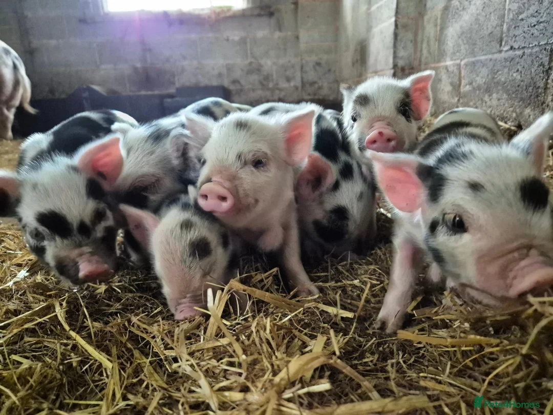 Pig livestock for sale: Kune kune piglets in Winkleigh - Advert 1