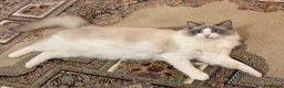Ragdoll cats for sale: Male Ragdoll 1.3 years old - Advert 1