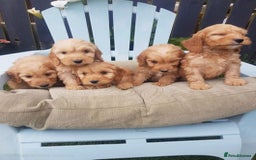 Cockapoo dogs for sale: Cockapoo puppies  - Image 2