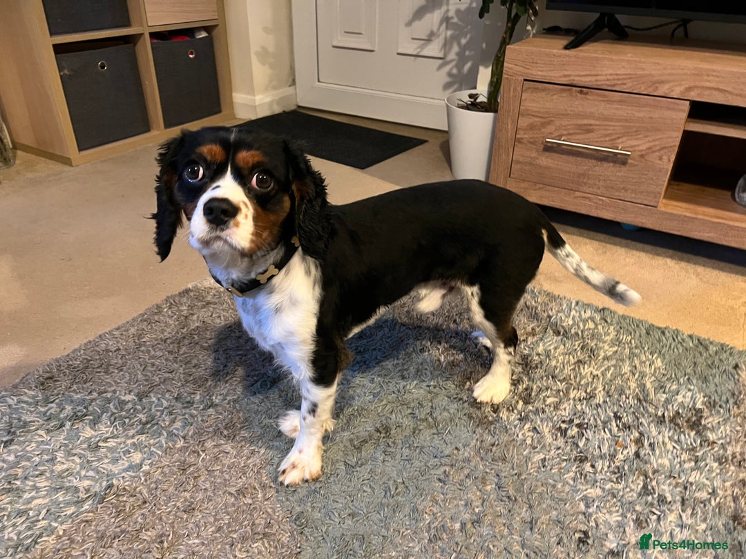 Cavalier King Charles Spaniel dogs for sale: Alfie the Cavalier King Charles - Image 2