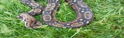 Boa Snake reptiles for sale: Common 100% Het Leopard proven breeder - Advert 3