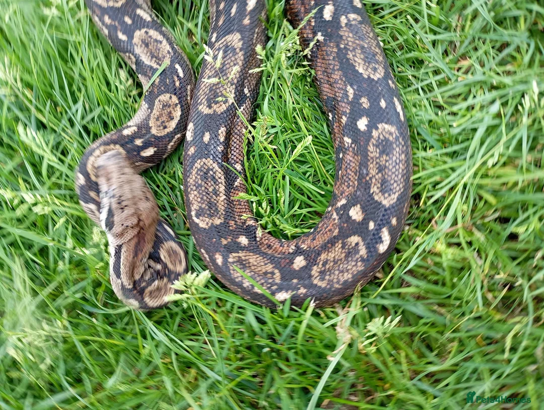 Boa Snake reptiles for sale: Common 100% Het Leopard proven breeder - Advert 3