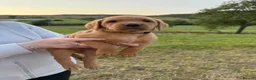 Labrador Retriever dogs for sale: Fox Red KC Registered Labrador Puppies for sale in Blaenau Ffestiniog - Advert 18
