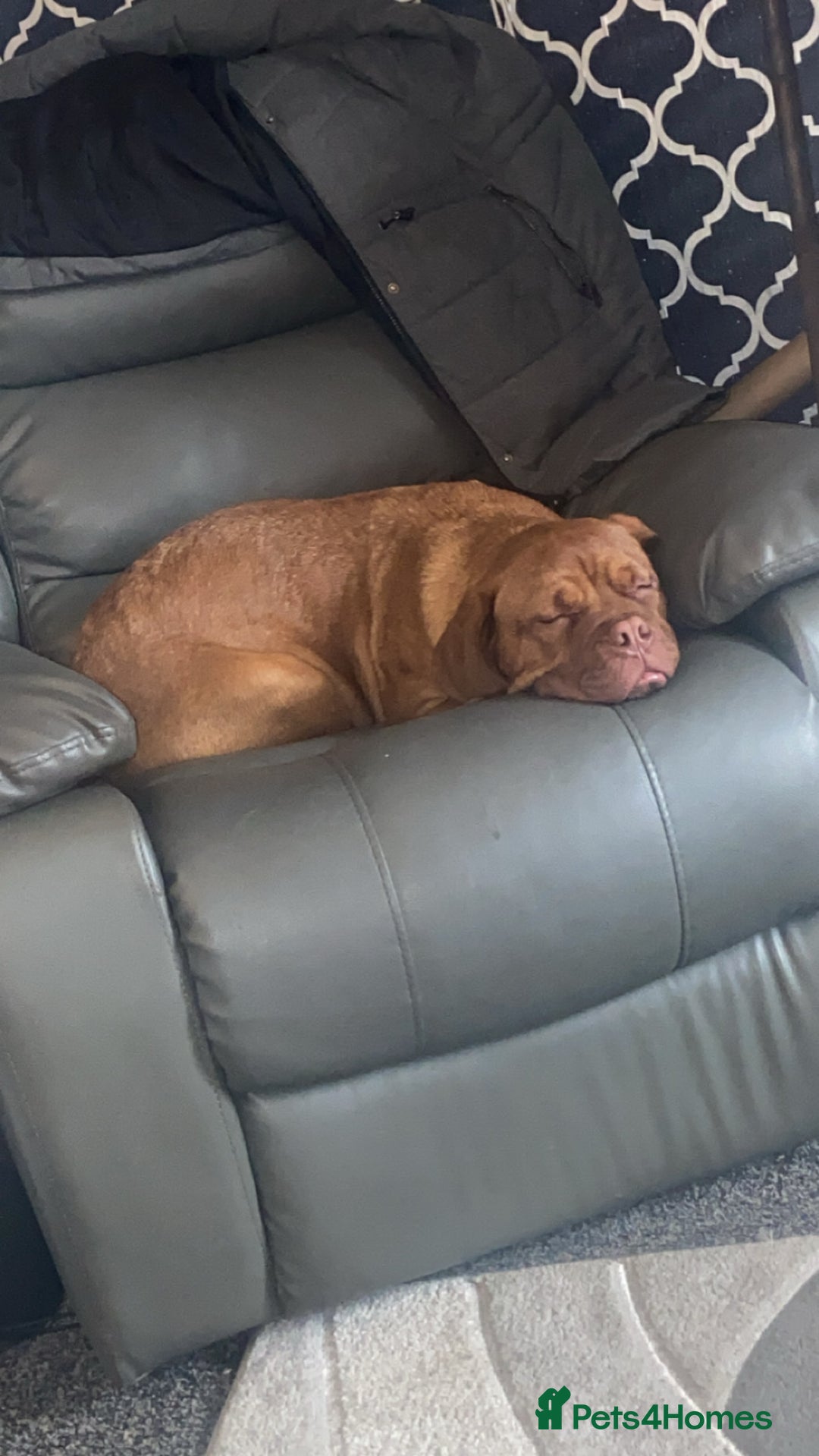 Dogue De Bordeaux dogs for sale: Murphy - Advert 1