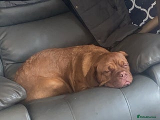 Dogue De Bordeaux dogs Murphy - Advert 1