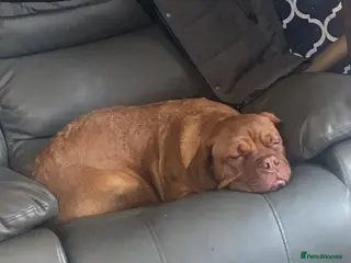 Dogue De Bordeaux dogs Murphy - Advert 13