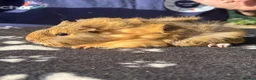 Guinea Pig rodents for sale: Beautiful female guinea pigs  in Chippenham - Advert 3