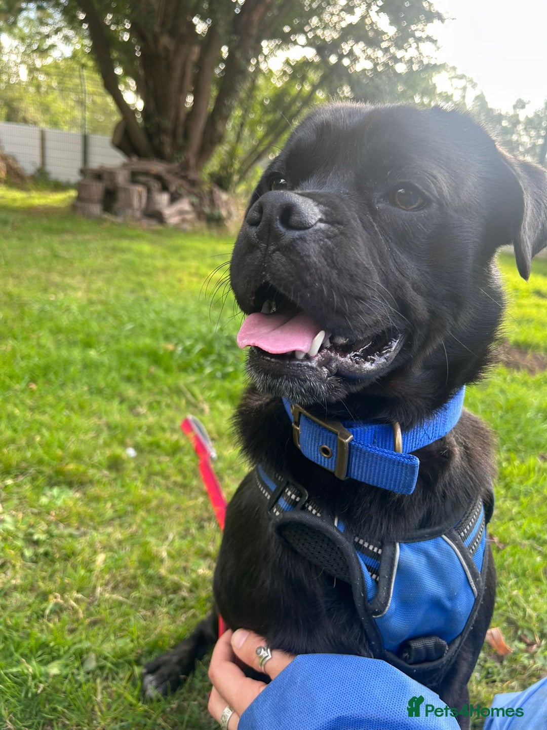 Pug dogs for adoption: Benedict - Image 2