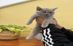 British Longhair cats for sale: British long haired  - Image 12