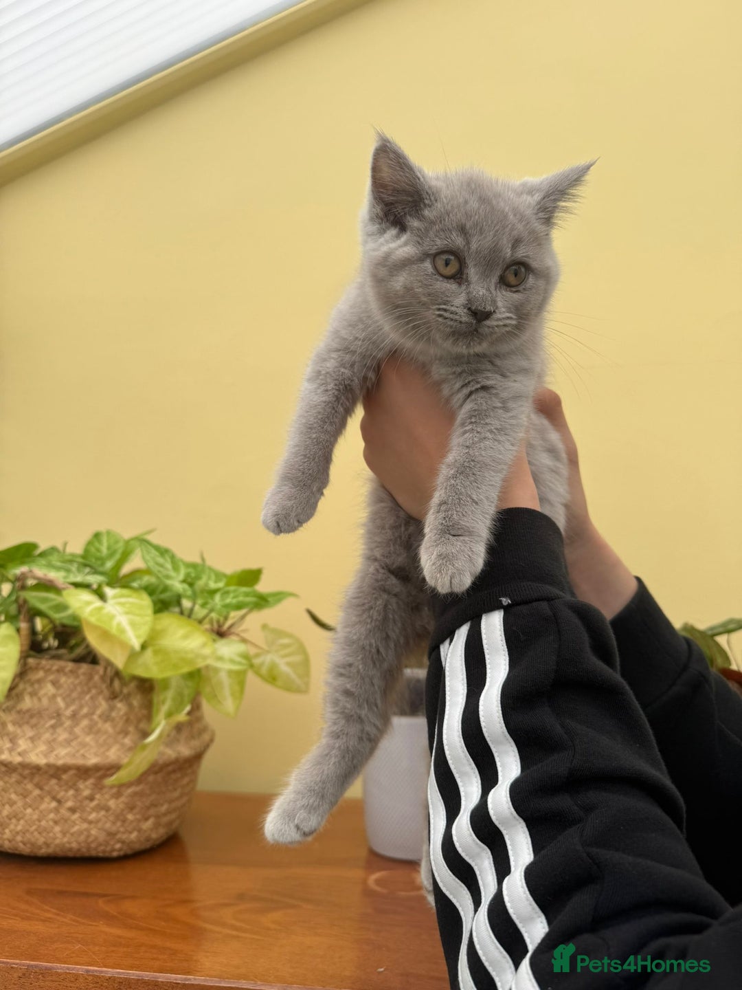 British Longhair cats for sale: British long haired  - Image 12