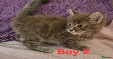 Maine Coon cats - Advert 1